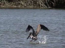 Graceful Pelican Landing San Joaquin Wildlife Sanctuary Irvine CA